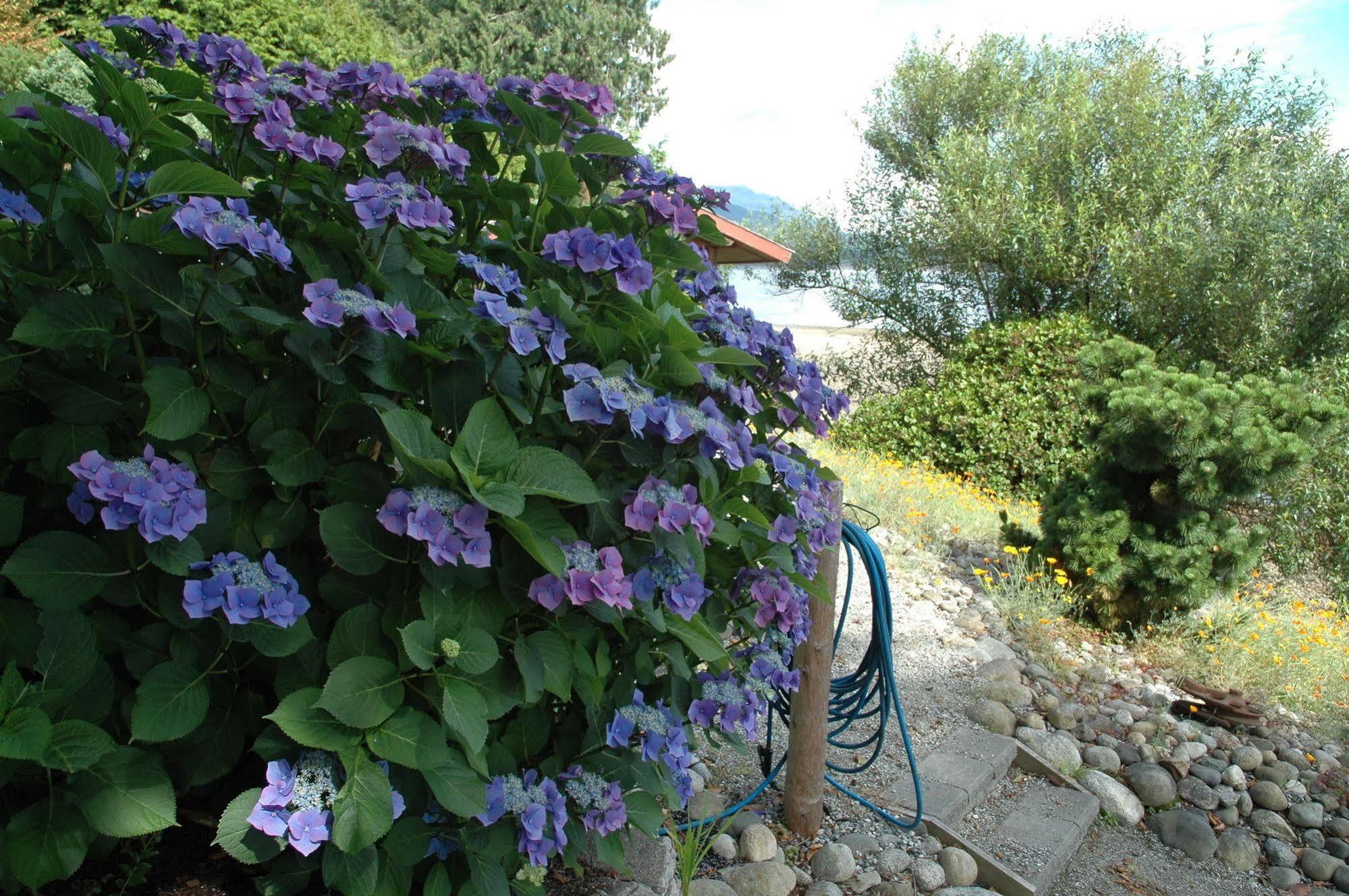 At The Shore Bed And Breakfast Sechelt Exterior foto