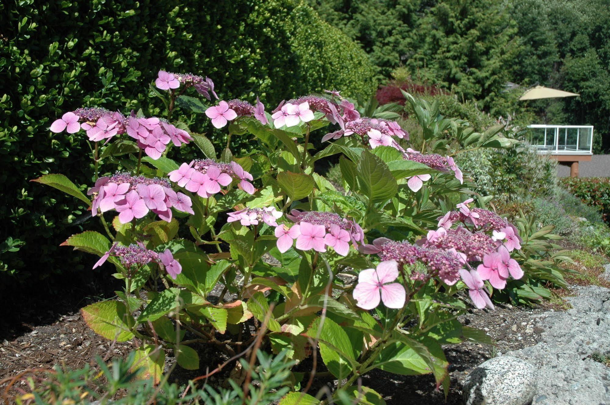 At The Shore Bed And Breakfast Sechelt Exterior foto