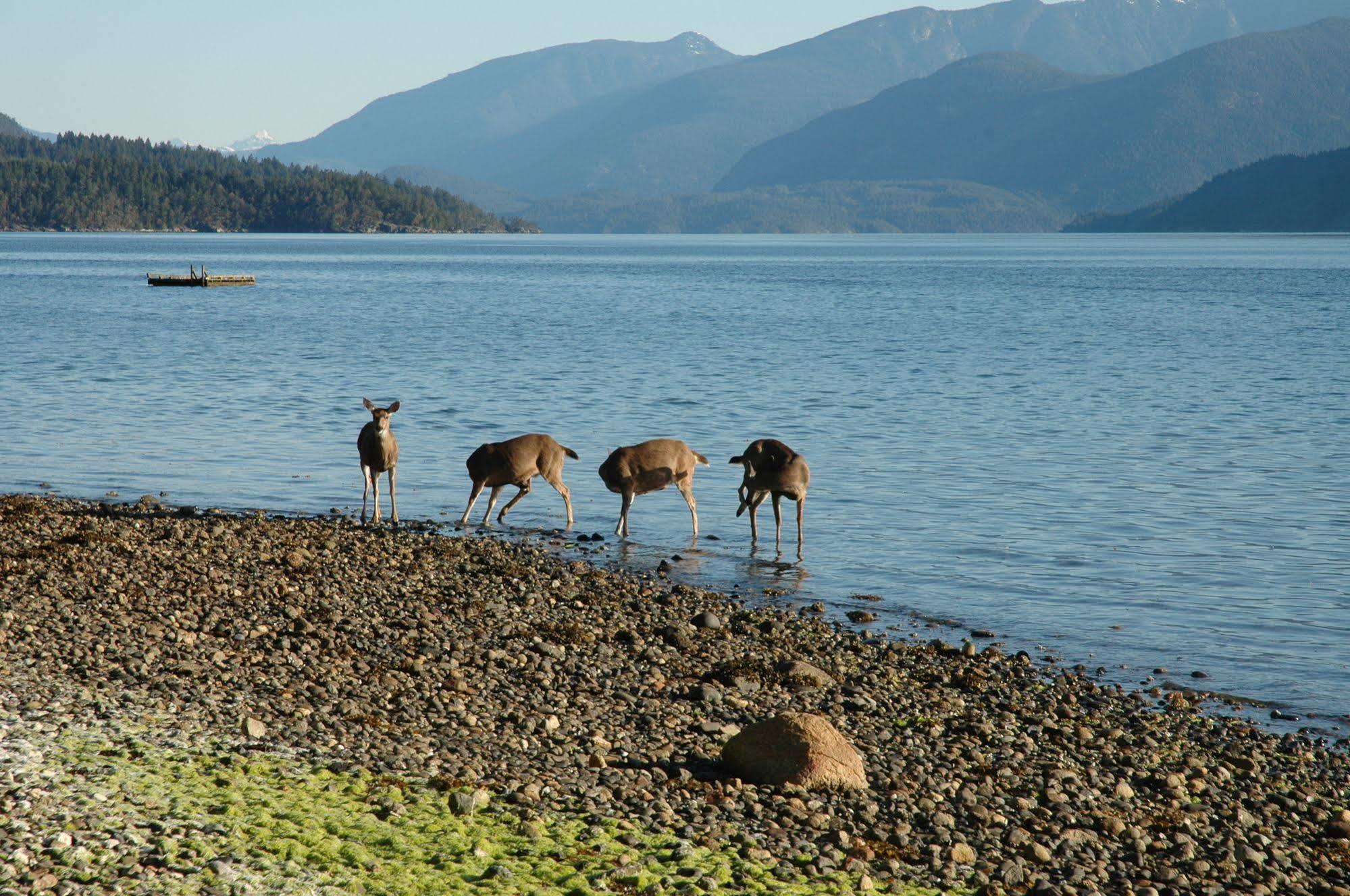 At The Shore Bed And Breakfast Sechelt Exterior foto