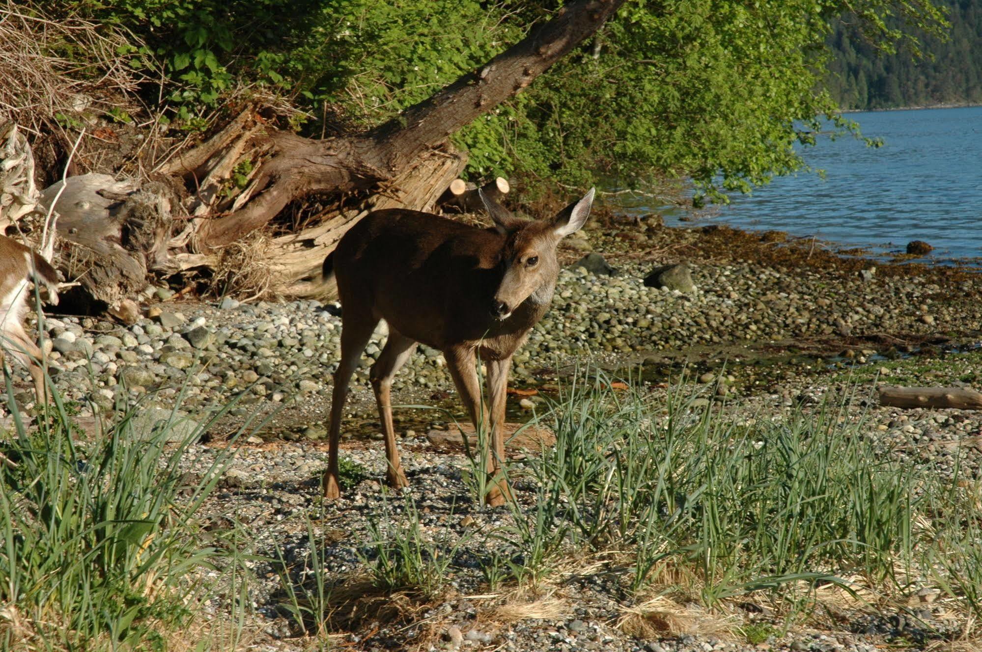 At The Shore Bed And Breakfast Sechelt Exterior foto